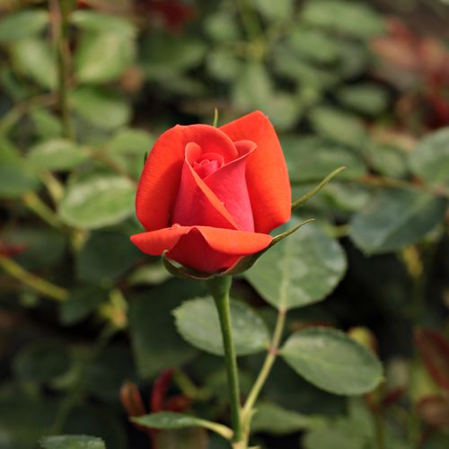 Rosa Flirting™ - vörös - Csokros virágú - magastörzsű rózsafa- bokros koronaforma